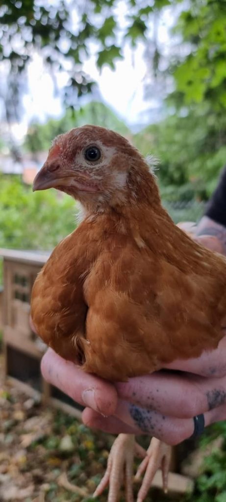 Photo of our hen