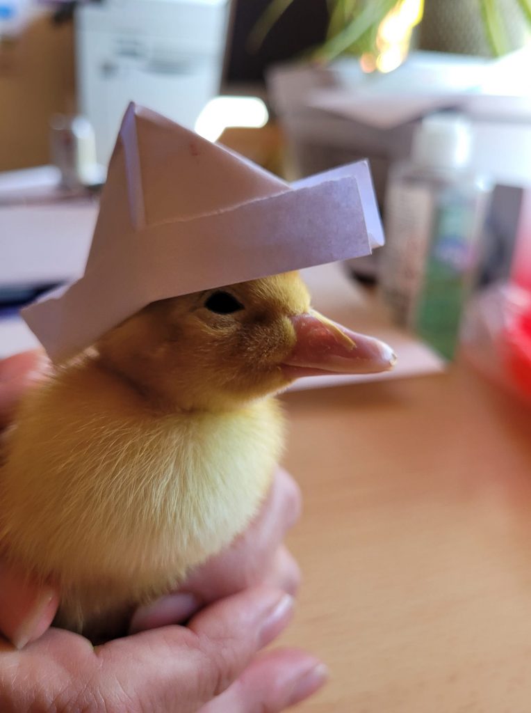 Photo of a duckling wearing a paper pirate hat